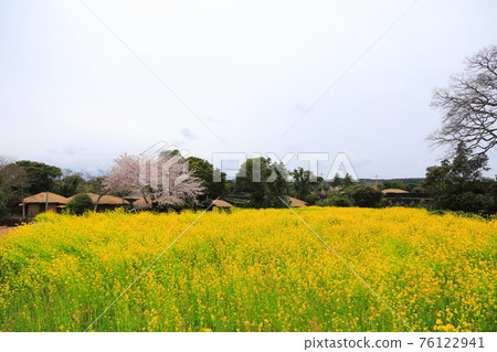 Jeju Seongeup Folk Village, folk, castle site, cherry blossoms, rape blossoms, spring, spring flowers, village, classics, Jeju Seongeup Folk Village, folk, castle site, cherry blossoms, rape blossoms, spring, spring flowers, village, classics, 76122941