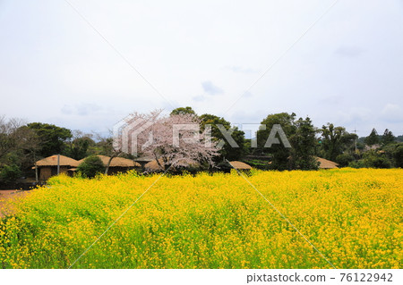 濟州城邑民俗村,民俗,城堡遺址,櫻花,油菜花,春天,春天的花,村,經典, 76122942