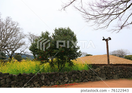 Jeju Seongeup Folk Village, folk, castle site, cherry blossoms, rape blossoms, spring, spring flowers, village, classics, Jeju Seongeup Folk Village, folk, castle site, cherry blossoms, rape blossoms, spring, spring flowers, village, classics, 76122943