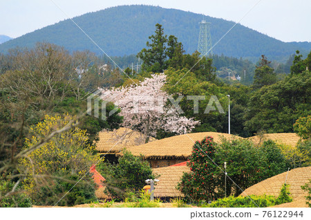 Jeju Seongeup Folk Village, folk, castle site, cherry blossoms, rape blossoms, spring, spring flowers, village, classics, Jeju Seongeup Folk Village, folk, castle site, cherry blossoms, rape blossoms, spring, spring flowers, village, classics, 76122944