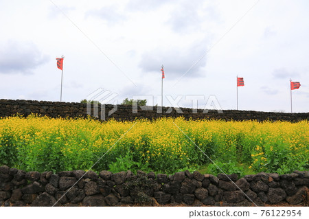 Jeju Seongeup Folk Village, folk, castle site, cherry blossoms, rape blossoms, spring, spring flowers, village, classics, 76122954