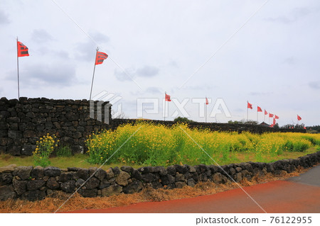 Jeju Seongeup Folk Village, folk, castle site, cherry blossoms, rape blossoms, spring, spring flowers, village, classics, Jeju Seongeup Folk Village, folk, castle site, cherry blossoms, rape blossoms, spring, spring flowers, village, classics, 76122955