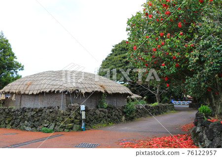 Jeju Seongeup Folk Village, folk, castle site, cherry blossoms, rape blossoms, spring, spring flowers, village, classics, Jeju Seongeup Folk Village, folk, castle site, cherry blossoms, rape blossoms, spring, spring flowers, village, classics, 76122957