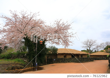 Jeju Seongeup Folk Village, folk, castle site, cherry blossoms, rape blossoms, spring, spring flowers, village, classics, Jeju Seongeup Folk Village, folk, castle site, cherry blossoms, rape blossoms, spring, spring flowers, village, classics, 76122962