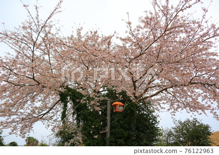 Jeju Seongeup Folk Village, folk, castle site, cherry blossoms, rape blossoms, spring, spring flowers, village, classics, Jeju Seongeup Folk Village, folk, castle site, cherry blossoms, rape blossoms, spring, spring flowers, village, classics, 76122963
