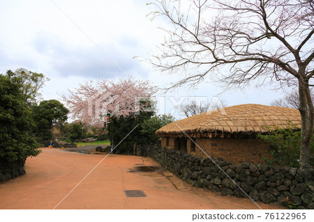 Jeju Seongeup Folk Village, folk, castle site, cherry blossoms, rape blossoms, spring, spring flowers, village, classics, Jeju Seongeup Folk Village, folk, castle site, cherry blossoms, rape blossoms, spring, spring flowers, village, classics, 76122965