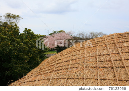 Jeju Seongeup Folk Village, folk, castle site, cherry blossoms, rape blossoms, spring, spring flowers, village, classics, Jeju Seongeup Folk Village, folk, castle site, cherry blossoms, rape blossoms, spring, spring flowers, village, classics, 76122966