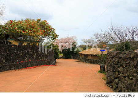 濟州城邑民俗村,民俗,城堡遺址,櫻花,油菜花,春天,春天的花,村,經典, 76122969