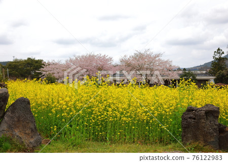 Jeju Seongeup Folk Village, folk, castle site, cherry blossoms, rape blossoms, spring, spring flowers, village, classics, Jeju Seongeup Folk Village, folk, castle site, cherry blossoms, rape blossoms, spring, spring flowers, village, classics, 76122983