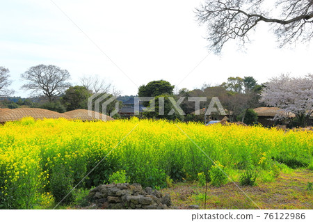 Jeju Seongeup Folk Village, folk, castle site, cherry blossoms, rape blossoms, spring, spring flowers, village, classics, Jeju Seongeup Folk Village, folk, castle site, cherry blossoms, rape blossoms, spring, spring flowers, village, classics, 76122986