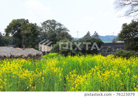 Jeju Seongeup Folk Village, folk, castle site, cherry blossoms, rape blossoms, spring, spring flowers, village, classics, Jeju Seongeup Folk Village, folk, castle site, cherry blossoms, rape blossoms, spring, spring flowers, village, classics, 76123079