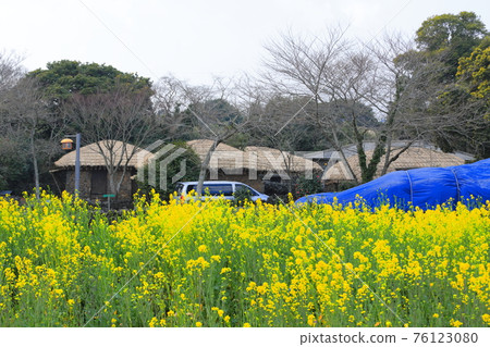 濟州城邑民俗村,民俗,城堡遺址,櫻花,油菜花,春天,春天的花,村,經典, 濟州城邑民俗村,民俗,城堡遺址,櫻花,油菜花,春天,春天的花,村,經典, 76123080