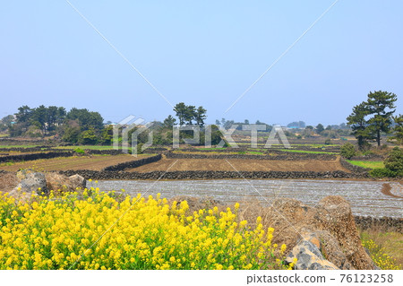 Jeju Seongeup Folk Village, folk, castle site, cherry blossoms, rape blossoms, spring, spring flowers, village, classics, Jeju Seongeup Folk Village, folk, castle site, cherry blossoms, rape blossoms, spring, spring flowers, village, classics, 76123258