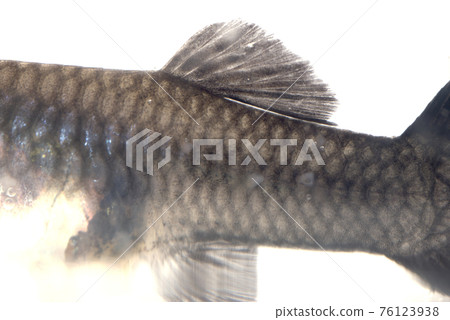 Tropical fish with white spot disease Tropical fish with white spot disease 76123938