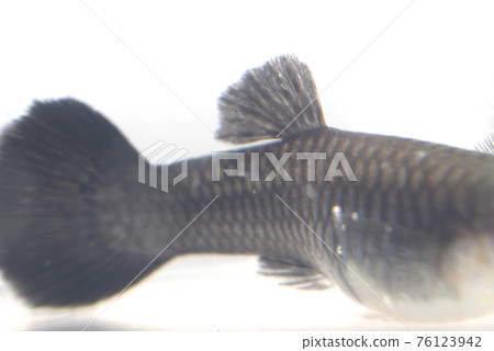 熱帶魚白斑病 76123942