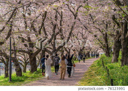Spring in Japan Satte Satte Satte Gongendo Tsutsumi Cherry Blossom Trees Spring in Japan Satte Satte Satte Gongendo Tsutsumi Cherry Blossom Trees 76123991