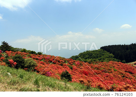 Katsuragiyama Azalea 76124103