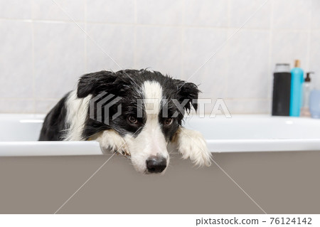 Funny indoor portrait of puppy dog border collie sitting in bath gets bubble bath showering with shampoo. Cute little dog wet in bathtub in grooming salon. Dirty dog washing in bathroom. 76124142
