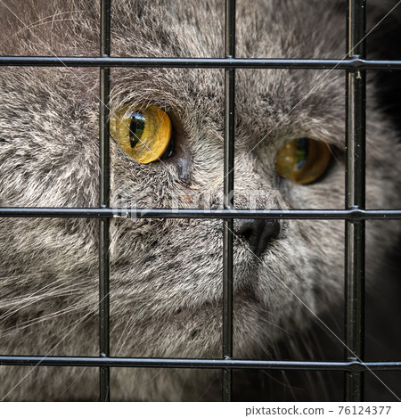 Face of a male british shorthair cat behind black metallic bars close up Face of a male british shorthair cat behind black metallic bars close up 76124377