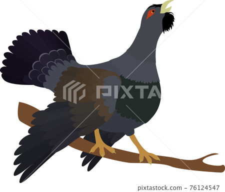 Cartoon capercaillie on branch isolated white background Cartoon capercaillie on branch isolated white background 76124547