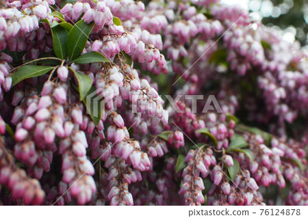 紅花馬醉樹。紅花日本仙女座。 76124878