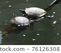Turtle sunbathing on a rope 76126308