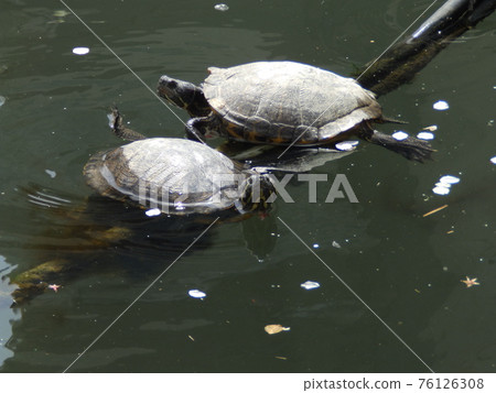 Turtle sunbathing on a rope 76126308