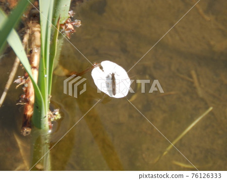 Floating cherry blossom petals and water striders 76126333