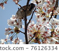 Sparrow perching on a cherry branch 76126334