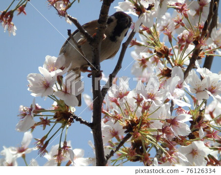 Sparrow perching on a cherry branch 76126334