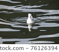 Black-headed gull resting on Naminoue 76126394