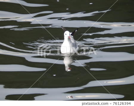 Black-headed gull resting on Naminoue Black-headed gull resting on Naminoue 76126394