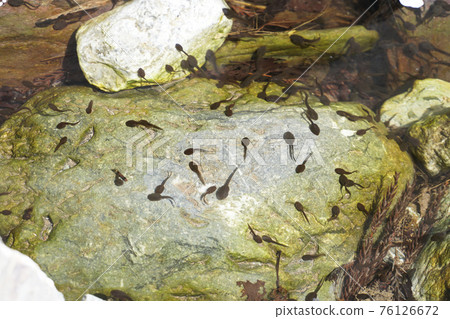 Tadpoles 76126672