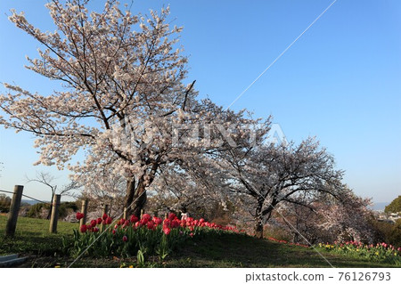 Spring scenery of Bami hilly park Spring scenery of Bami hilly park 76126793
