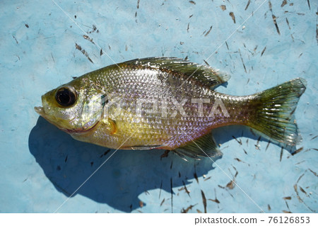Blue Gill Blue Gill 76126853