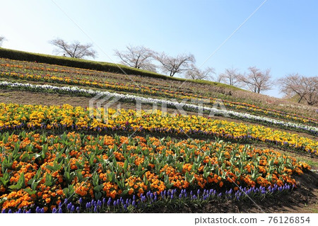 Spring scenery of Bami hilly park Spring scenery of Bami hilly park 76126854