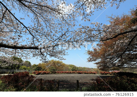 Bami多小山公園春天風景 Bami多小山公園春天風景 76126915