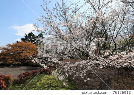 Bami多小山公園春天風景 Bami多小山公園春天風景 76126918