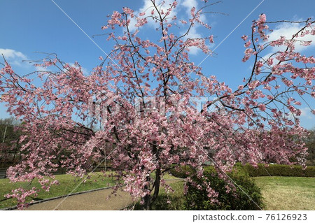 Bami多小山公園春天風景 76126923