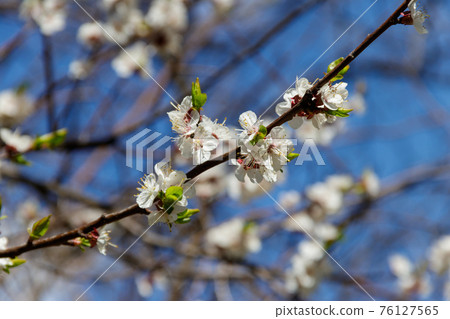 Blossom of apricot tree against blue sky 76127565