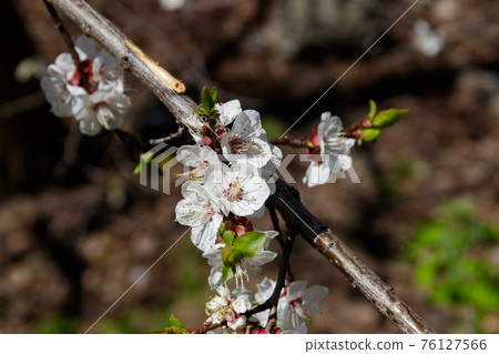 Detail of blossom apricot tree 76127566