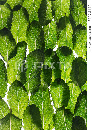 Transparent fresh mint leaves background, vertical orientation 76128141