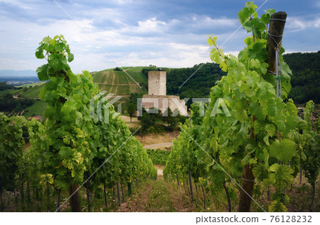 Chateau de Wineck, castle in the vineyard of Katzenthal, Alsace (france) Chateau de Wineck, castle in the vineyard of Katzenthal, Alsace (france) 76128232