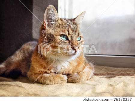 Beautiful domestic cat near window at home. Beautiful domestic cat near window at home. 76128337