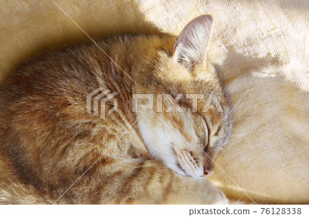 Sleeping red cat Sleeping red cat 76128338
