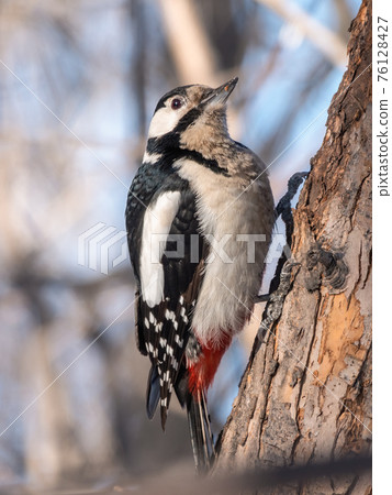 Little woodpecker sits on a tree trunk. The great spotted woodpecker, Dendrocopos major 76128427