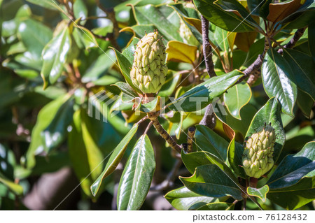 Magnolia fruit on the green leaves background. Magnolia velvet seed pod on tree. Magnolia fruit on the green leaves background. Magnolia velvet seed pod on tree. 76128432