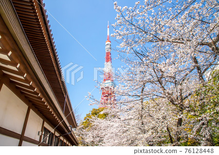 Zojoji, Tokyo Sakura and Tokyo Tower Zojoji, Tokyo Sakura and Tokyo Tower 76128448