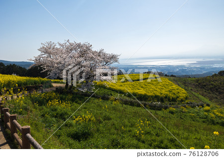 《長崎縣白峰高原》白峰高原的櫻花與油菜花 《長崎縣白峰高原》白峰高原的櫻花與油菜花 76128706