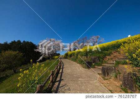 《長崎縣白峰高原》藍天下的櫻花與油菜花 《長崎縣白峰高原》藍天下的櫻花與油菜花 76128707